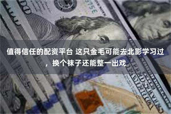 值得信任的配资平台 这只金毛可能去北影学习过，换个袜子还能整一出戏